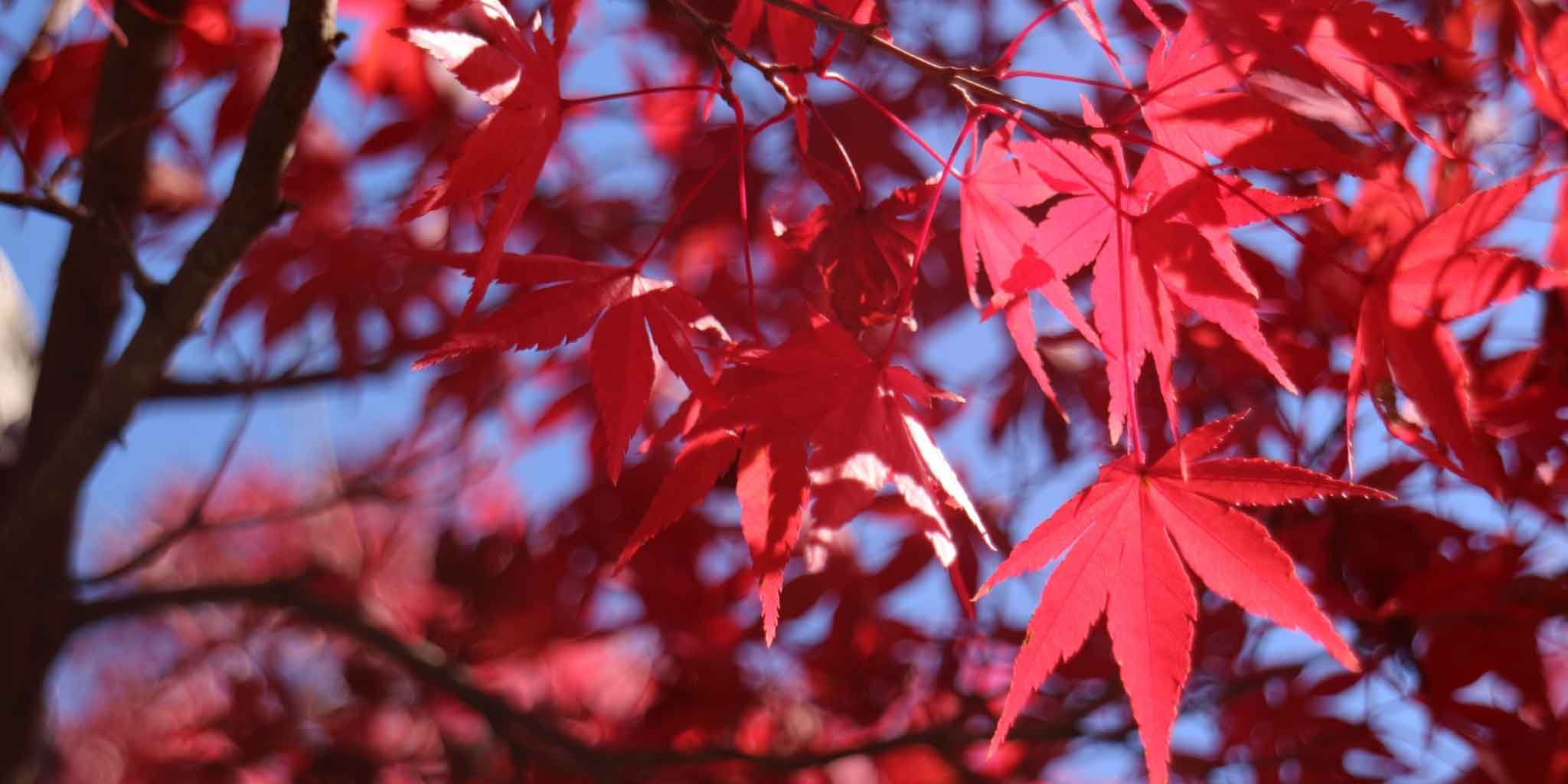 Momiji Gari ปั่นจักรยานดูใบไม้แดที่ญี่ปุ่น